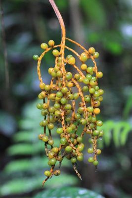 Chamaedorea pinnatifrons (Arecaceae)
