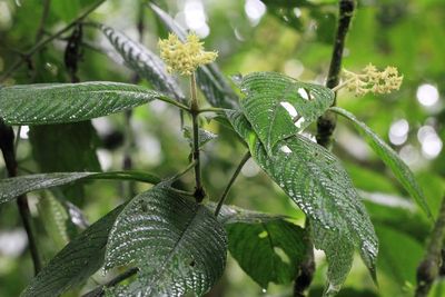 Palicourea sp. (Rubiaceae)