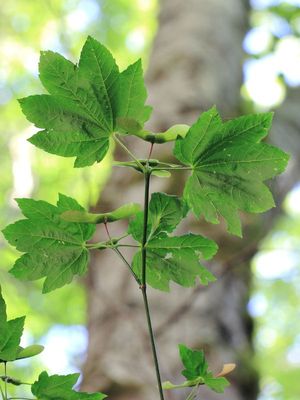Vine Maple, Acer circinatum (Sapinaceae)