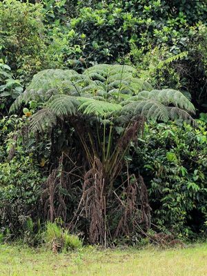 Tree Fern (Cyatheaceae)