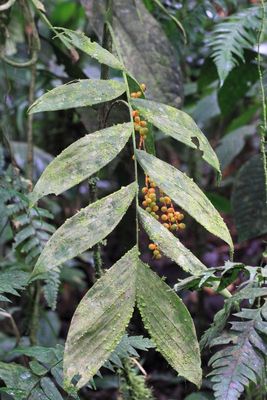 Chamaedorea pinnatifrons (Arecaceae)