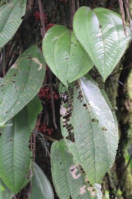 Miconia neoepiphytica (Melastomataceae)