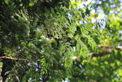 Western Redcedar, Thuja plicata (Cupressaceae)