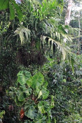 Philodendron sp. & Shadowpalm (Geonoma undata)