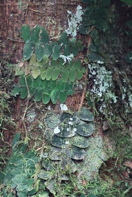Marcgravia sp. (Marcgraviaceae)