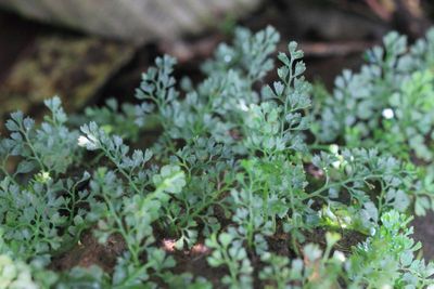 Spleenwort, Asplenium sp. (Aspleniaceae)