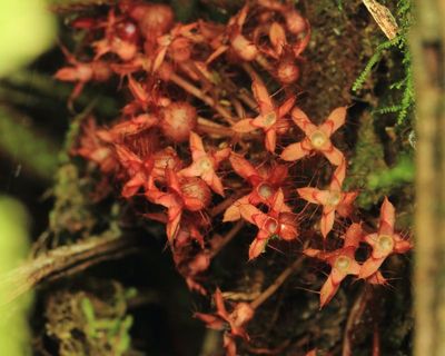 Miconia neoepiphytica (Melastomataceae)