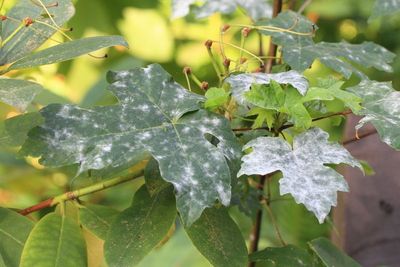 Powdery Mildew, Sawadaea bicornis (Erysiphaceae)
