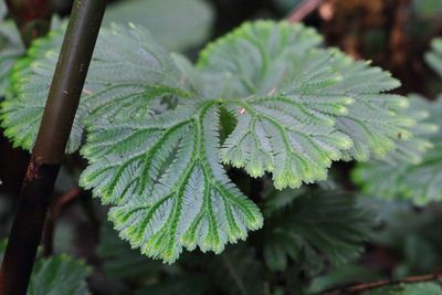 Flora of Ecuador: Sumaco (Part 1)