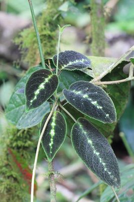 Drymonia variegata (Gesneriaceae)