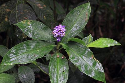 Flora of Ecuador: Sumaco (Part 2: Monocots)