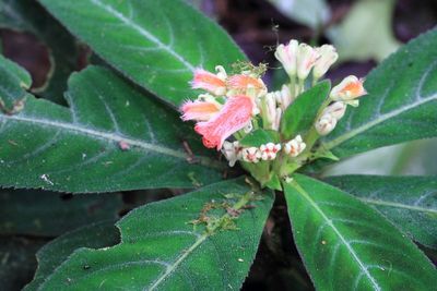 Pearcea sp. (Gesneriaceae)