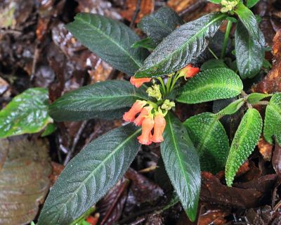 Pearcea sp. (Gesneriaceae)