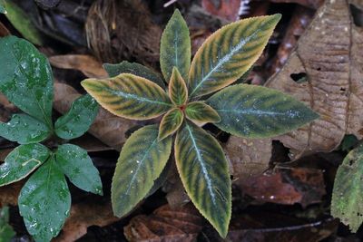 Pearcea sp. (Gesneriaceae)
