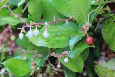 Salal, Gaultheria shallon (Ericaceae)