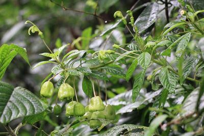 Burmeistera sp. (Campanulaceae)