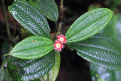 Blakea sp. (Melastomataceae)