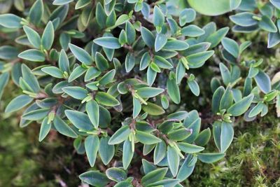 Radiator Plant, Peperomia sp. (Piperaceae)
