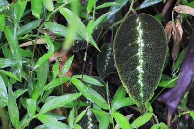 Drymonia variegata (Gesneriaceae)