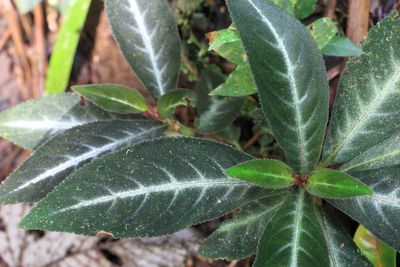Flora of Ecuador: Sumaco (Part 3: Dicots)