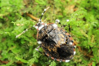 Hemiptera of Sumaco, Ecuador