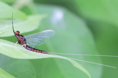 Brush-legged Mayfly, Isonychia cf. bicolor (Isonychiidae)