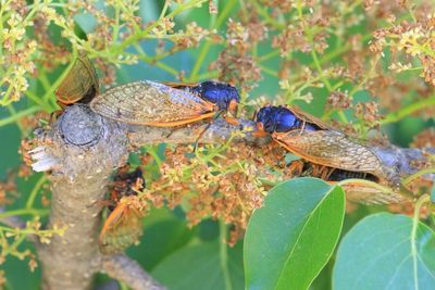 Periodical Cicadas (Magicicada spp.)