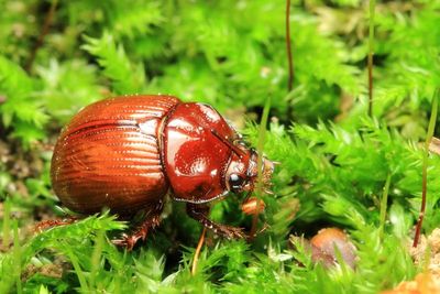 Earth-boring Scarab, Odonteus liebecki (Geotrupidae: Bolboceratinae)