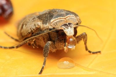 Family Noctuidae - Owlet Moths