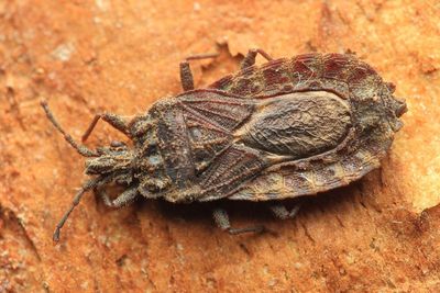 Flat Bug, Mezira lobata (Aradidae: Mezirinae)