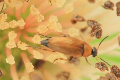 Coleoptera of Washington
