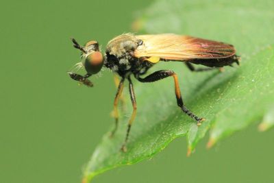 Diptera of Washington