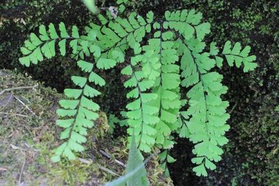 Flora of Washington