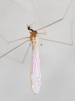 Dicranomyia sp.