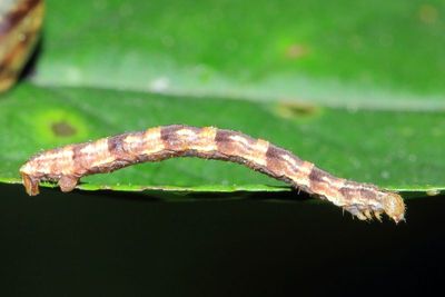 Eupithecia sp. caterpillar