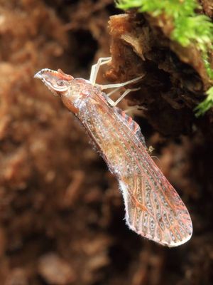 Fulgoroid Planthoppers