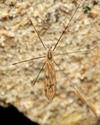 Metalimnobia novaeangliae