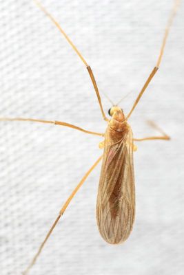 Family Limoniidae (Eriopterini)