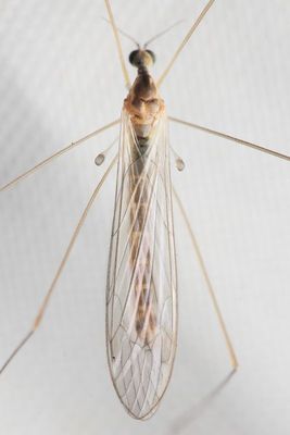 Family Limoniidae (Limoniini)