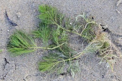 Milfoil, Myriophyllum sp. (Ceratophyllaceae)