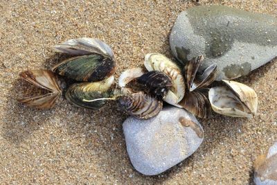 Mollusca - Molluscs
