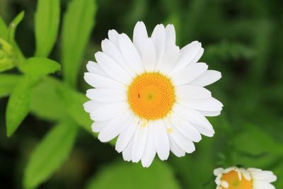 Family Asteraceae - Composites