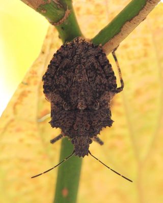Parabrochymena arborea