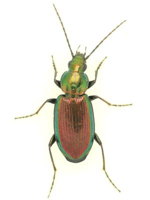 Subfamily Harpalinae