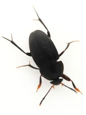 Family Leiodidae - Small Carrion Beetles