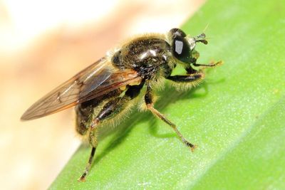 Family Syrphidae - Syrphid Flies