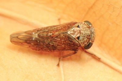 Family Cicadellidae - Leafhoppers