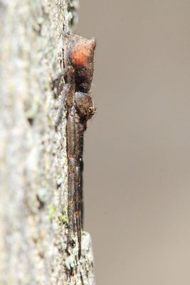 Family Thomisidae - Crab Spiders