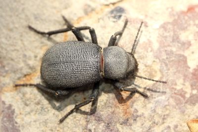 Insects of the UAE