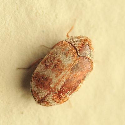 Asian Carpet Beetle, Anthrenus coloratus (Dermestidae)